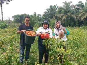 Jumat Berkah. PKK Desa Peleru Panen Cabe Perdana.