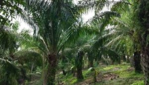 Diduga Rugikan Negara Ratusan Miliyar, Penegak Hukum Harus Serius Periksa Perusahaan Sawit Tidak Kantongi HGU