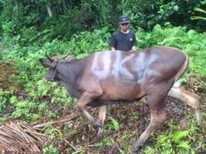 Trinusa Group Bagikan 21 Ekor Sapi Kurban