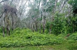 Perkebunan Karet di Lemboraya, Epafras: Bagus Pengembangan Durian Ekspor