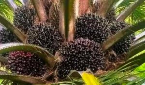 Konflik antar Klemer dengan Kekerasan, Meresahkan dan Berdampak Buruk bagi Investasi Perkebunan Sawit di Morowali Utara