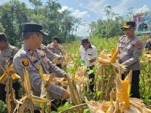 Polres Morowali Utara dan Kelompok Tani Sukses Gelar Panen Jagung Perdana di Desa Korobonde