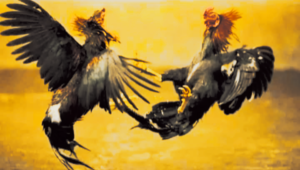 Benarkah Ada Aktivitas Judi Sabung Ayam di Tompira?