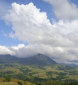 Melanggar Sumpah Adat Wana Ta’a Bisa Berujung Sakit Hingga Kematian