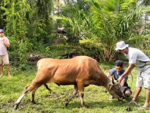 Haji Mus Dg Mamala Serahkan 14 Ekor Sapi Kurban di Idul Adha 1446 Hijriah tahun Ini