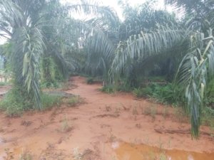 Belum Ada Solusi, Satu Bulan Lumpur PT. SSP Rendam Kebun Sawit Petani di Petasia Barat