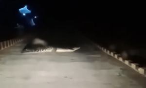 Buaya Besar Terekam Kamera Melintas di Jalan Hauling, Pengendara Diminta Waspada