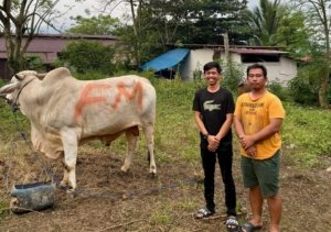 Anggota DPRD Morut Haji Mus dan Putranya Fauzan Mamala Kurban 24 Ekor Sapi di Idul Adha 1446 H