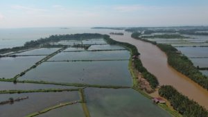 Petani Udang Porandaa Rugi Besar, Empang Tercemar Limbah Dua Perusahaan Tambang