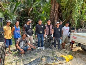 Setahun Terakhir, Empat Ekor Buaya dari Morowali dan Morowali Utara Dikirim ke Pusat Penangkaran