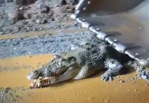 Buaya Besar Ditangkap di Jalan Hauling Bunta, BKSDA Lepas Kemana?