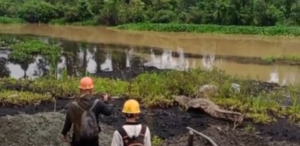 BKSDA Tidak Datang, Buaya Besar yang Ditangkap Karyawan PT. NNI Dilepas ke Sungai Lampi