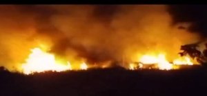 Kebakaran Lahan 15 Hektare di Tinompo, Damkar Morut Selamatkan Kebun Warga
