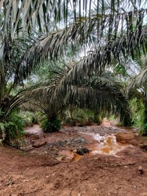 Kebun Sawit Warga Tiu Dipenuhi Lumpur. Diduga Akibat Aktifitas PT. SSP