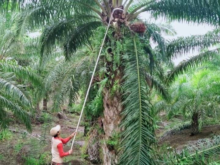 Kontribusi PT. KLS Lewat Pajak, Aliran Berkah untuk Morowali Utara