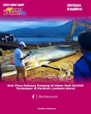 Ikan Paus Raksasa Panjang 16 Meter Mati Setelah Terdampar di Perairan Lambolo Morut 