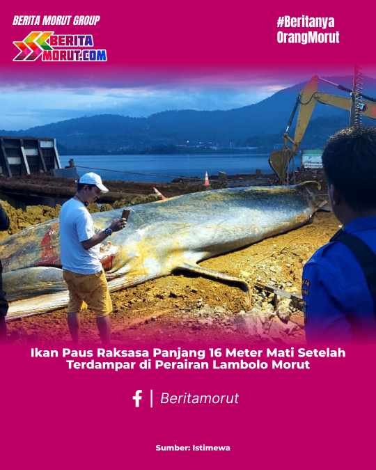 Ikan Paus Raksasa Panjang 16 Meter Mati Setelah Terdampar di Perairan Lambolo Morut 