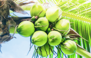 Dua Kecamatan di Morowali Utara Miliki Potensi Besar Kembangkan Kelapa Dalam