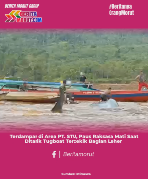 Terdampar di Area PT. STU, Paus Raksasa Mati Saat Ditarik Tugboat Tercekik Bagian Leher