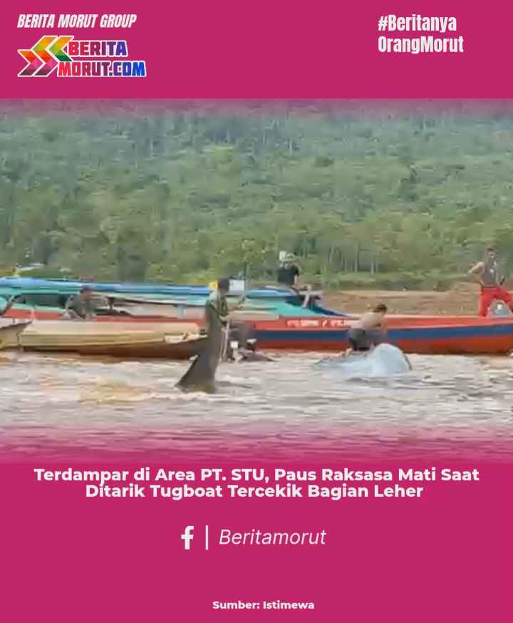 Terdampar di Area PT. STU, Paus Raksasa Mati Saat Ditarik Tugboat Tercekik Bagian Leher