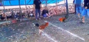 Judi Sabung Ayam Diduga Bebas Beroperasi, Apakah Simbol Matinya Hukum di Morowali?