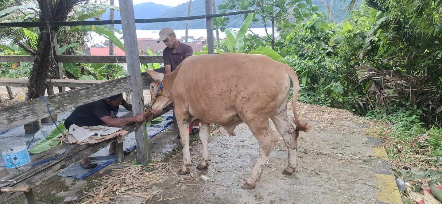 Idulfitri Penuh Kepedulian, Ketua DPRD Morut Sumbang 1 Ekor Sapi dan Bagikan Daging 100 Paket Lebih