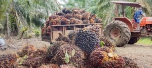 PT Kurnia Luwuk Sejati Buka Suara: Aparat Disebut Hanya Amankan Aset, Legalitas Diklaim Sah