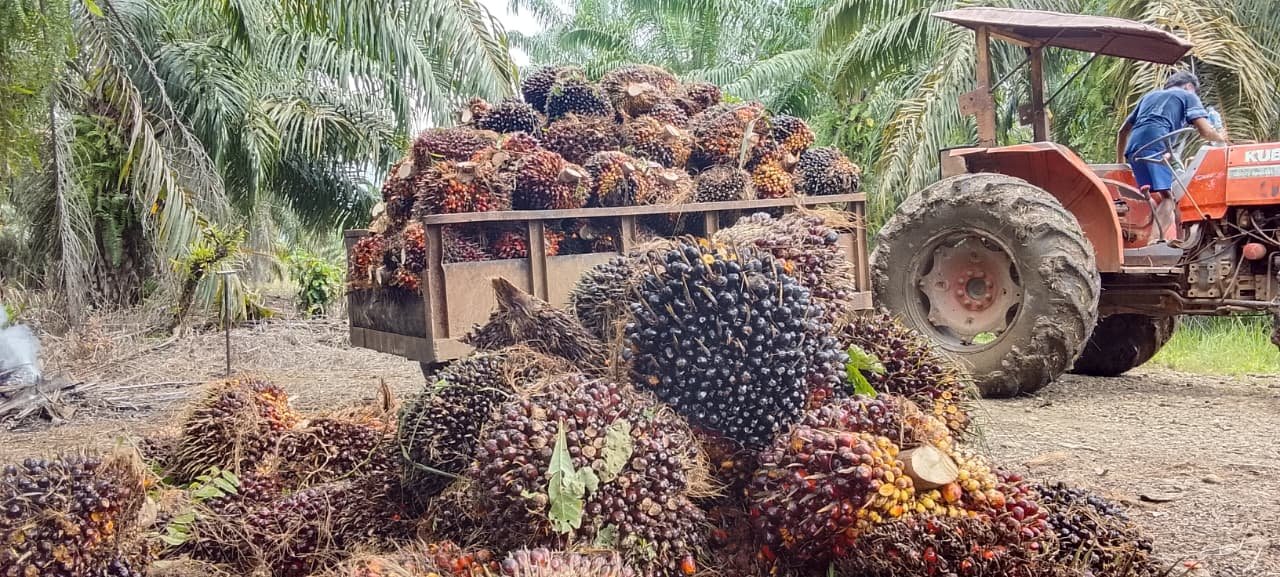 PT Kurnia Luwuk Sejati Buka Suara: Aparat Disebut Hanya Amankan Aset, Legalitas Diklaim Sah
