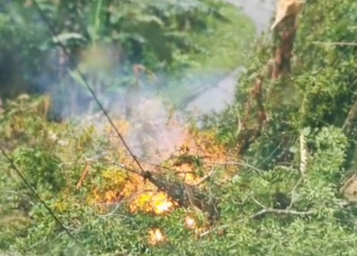 Pohon Tumbang di Onepute, PLN Lakukan Pemadaman Darurat di Sejumlah Wilayah Morowali Utara