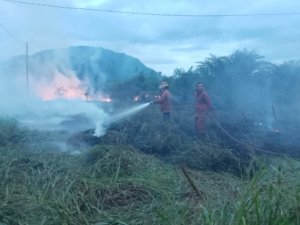 Gerak Cepat Damkar Tangani Kebakaran Lahan Sawit di Tinompo, Kerugian Capai Puluhan Juta