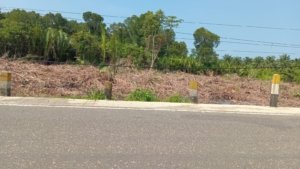 Mangrove Terus Dibabat, Pemkab Morowali Dinilai Tutup Mata