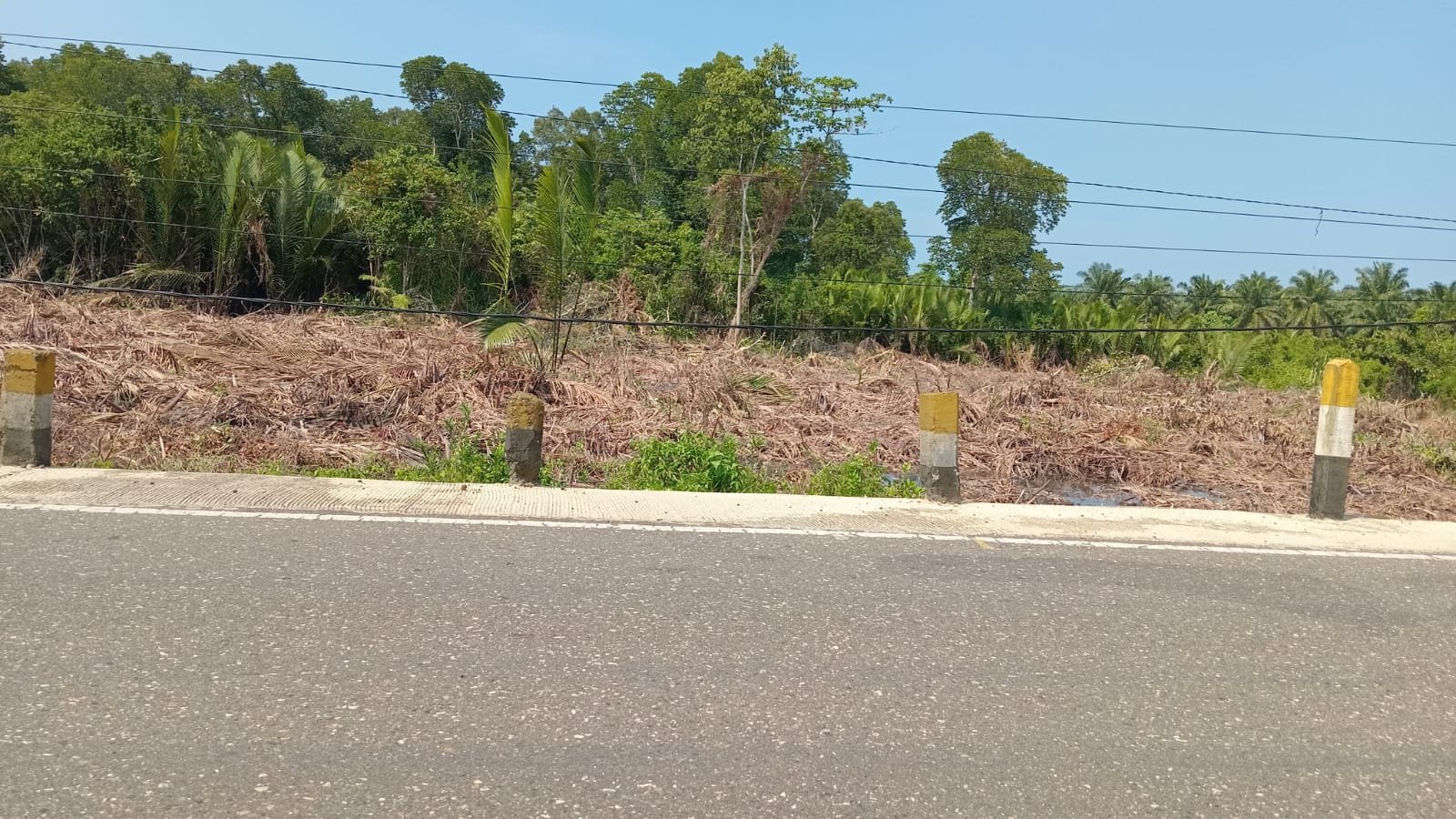 Mangrove Terus Dibabat, Pemkab Morowali Dinilai Tutup Mata