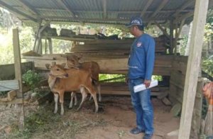 Ini Daftar Penerima Bantuan Sapi Desa Jamor Jaya, di Dominasi Keluarga Kades dan Perangkat