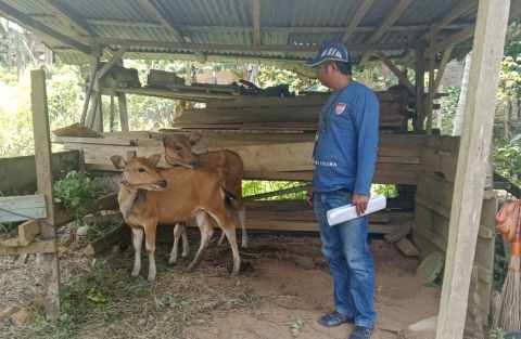 Ini Daftar Penerima Bantuan Sapi Desa Jamor Jaya, di Dominasi Keluarga Kades dan Perangkat