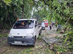 Pohon Tumbang di Jalur Wawopada, Kendaraan Sudah Bisa Melintas
