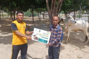 Momentum Idul Adha 1447 Hijriah, CV Putri Perdana Salurkan Tujuh Sapi Kurban