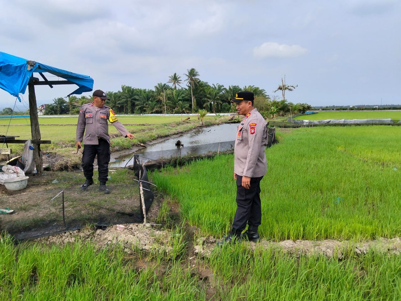 Tak Hanya Menjaga Kamtibmas, Polsek Bumi Raya Polres Morowali Turun Bantu Petani