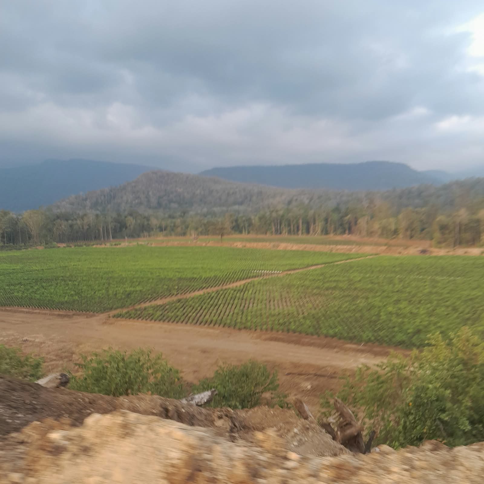 PT BMM di Soyojaya Diduga Kuasai Lahan Milik Warga, Jadikan Lokasi Pembibitan Sawit