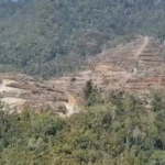 Diduga Tidak Kantongi HGU, PT Bhayr Multi Morowali Lakukan Penggundulan Hutan di Soyojaya