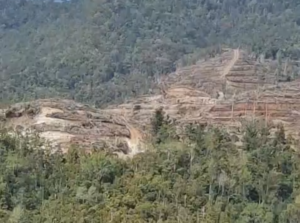 Diduga Tidak Kantongi HGU, PT Bhayr Multi Morowali Lakukan Penggundulan Hutan di Soyojaya