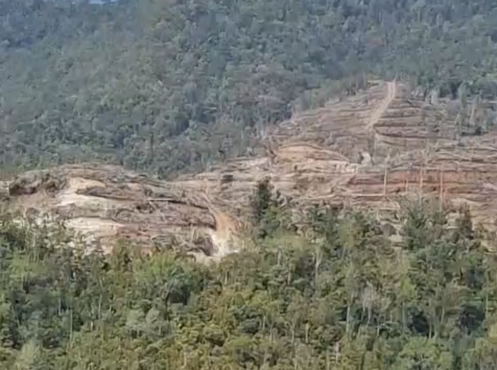 Diduga Tidak Kantongi HGU, PT Bhayr Multi Morowali Lakukan Penggundulan Hutan di Soyojaya